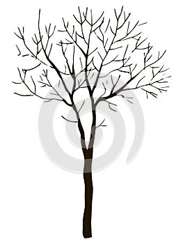 Black vector contour of deciduous simple thin branched tree without leaves object isolated on white background