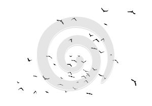 Black vector flying birds flock silhouettes isolated on white background photo