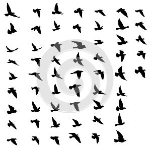 Black vector flying birds flock silhouettes isolated on white background. symbol tattoo design graphic