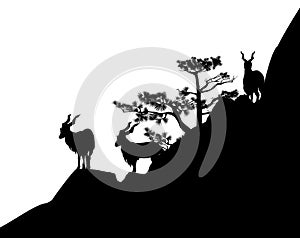 Black vector silhouette of markhor mountain goats herd on rocky cliff