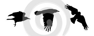 Black vector silhouettes of flying crow on white background