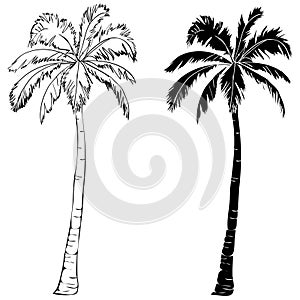 Black vector single palm tree silhouette icon isolated