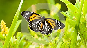 Black Vein Tiger Butterfly