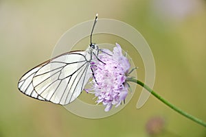 Black veined butterfly photo