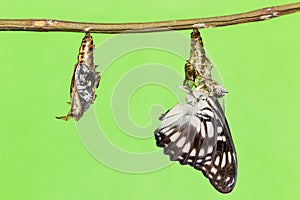 Black-veined butterfly emerging from pupal