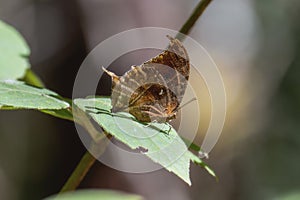 A Black-veined Leafwing butterfly, Consul excellens ssp. genini in Mexico photo