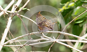 A black-veined Leafwing butterfly, Consul excellens ssp. genini in Mexico photo