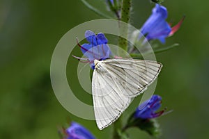 Black-veined moth