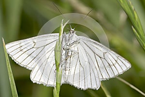 Black-veined Moth in natural habitat / Siona lineata