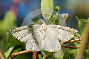 Black-veined Moth - Siona lineata