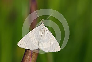 Black-veined Moth - Siona lineata