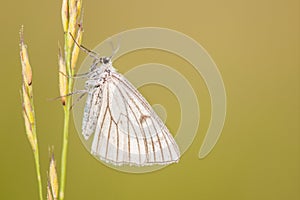 The Black-veined Moth ;Siona lineata