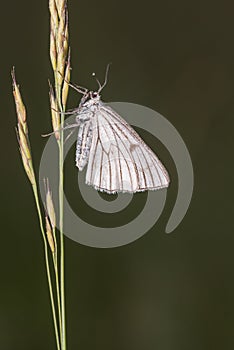 The Black-veined Moth ;Siona lineata