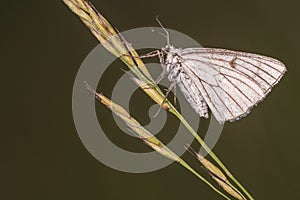 The Black-veined Moth ;Siona lineata