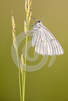 The Black-veined Moth ;Siona lineata