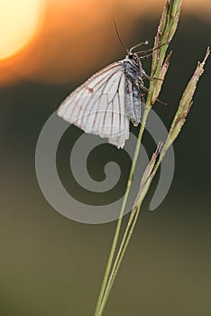 The Black-veined Moth ;Siona lineata