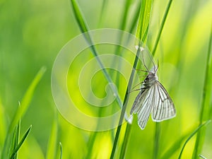 Black-veined moth Siona lineata on grass blade