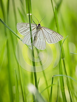 Black-veined moth Siona lineata on grass blade