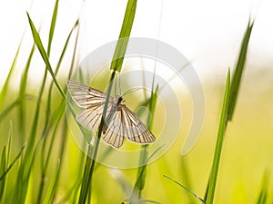 Black-veined moth Siona lineata on grass blade