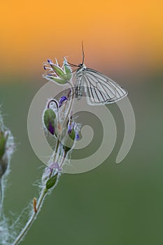 Black-veined moth, Siona lineata resting on wood cranesbill