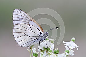 Black-veined white