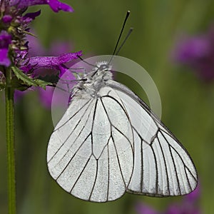 Black-veined White (Aporia crataegi) photo