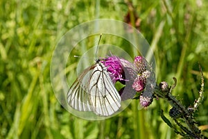 Black-veined white (Aporia crataegi) on a thistle flower