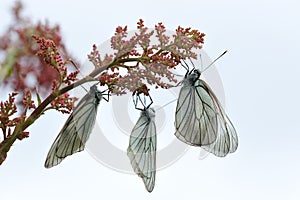 Black-veined white butterflies