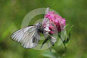 Black-veined white butterflies