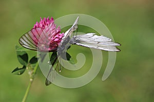 Black-veined white butterflies