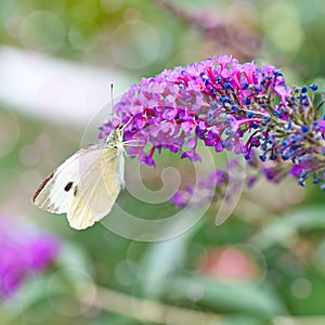 Black-veined White butterfly