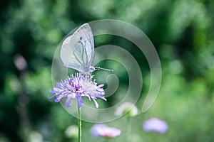 Black-veined White butterfly, Aporia crataegi