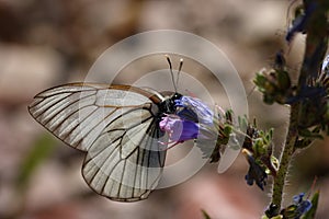 Black-veined White Butterfly - Aporia crataegi