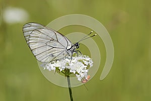 Black-veined White butterfly - Aporia crataegi
