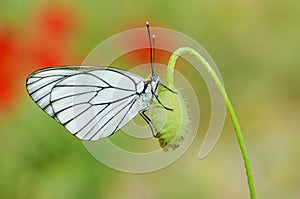 The black-veined white butterfly, Aporia crataegi , butterflies of Iran