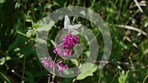 Black-Veined White Butterfly Aporia crataegi. Butterfly flies past a flower. Slow Motion Video