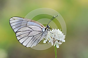 The black-veined white butterfly, Aporia crataegi photo