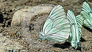 The black-veined white butterfly Aporia crataegi mud puddling