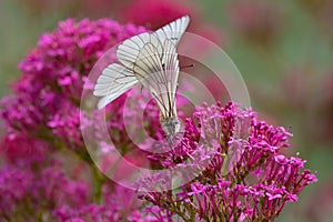 Black-veined white butterfly breeding