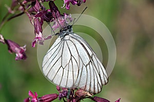 Black-veined White butterfly on a purple flower photo