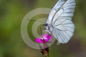 Black veined white butterfly sitting on the wild pink flower