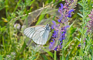 Black-veined White butterfly sitting on a wild sage