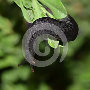A Black Velvet Leatherleaf slug crawling over some garden foliage.