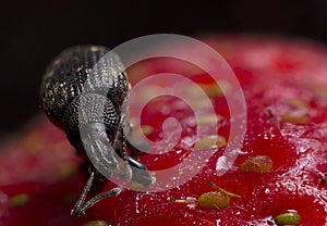 Black Vine Weevil Insect on Strawberry