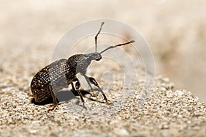 Black Vine Weevil - Otiorhynchus sulcatus