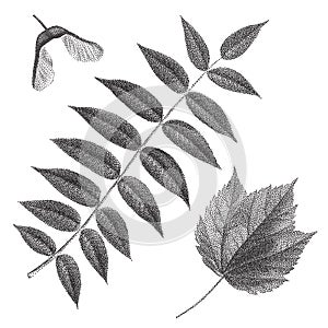 Black vintage engraving of rowan and maple leaves