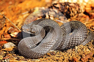 Black Vipera berus on forest ground