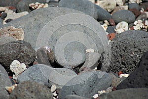 Black volcanic stones on sunny tropical beach photo