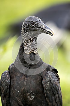 Black Vulture