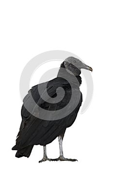 Black vulture